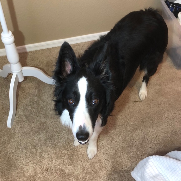 Torrid Blue & yellow floral navy tank top w/ bow 2 - Picture 7 of 8